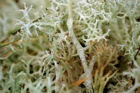 Reindeer Moss in the Wild – What You Should Know