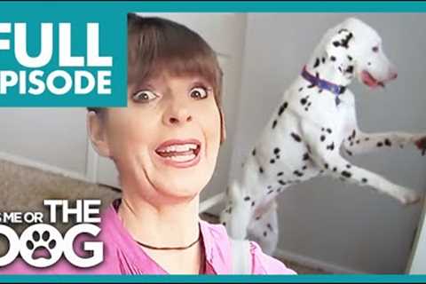 Deaf Dalmatian Opens Door and Runs towards Cars! | Full Episode | It's Me or the Dog