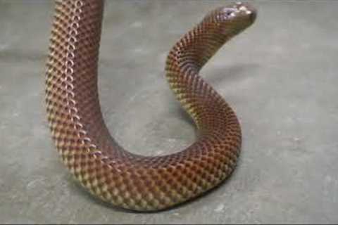 Episode 2002: Reptile Gardens Part 3. Filmed in 2005 first release on my YouTube Channel