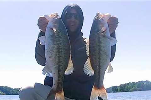 Smashing bass on Logan Martin lake with stealth rig and Chad shad late April 2024