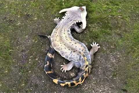 40 Mysterious Animals That Have Rarely Been Seen Part 3