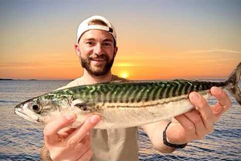 Catching A HUGE Mackerel for Food! UK Mackerel Catch n' Cook