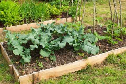 10 Tips to Start a Vegetable Garden