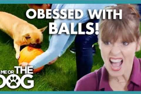 Victoria concered about Frenchie's Obession with Balls😳 | It's Me or The Dog