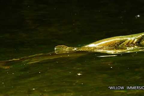 Fly Fishing Big Brown Trout in the Willows. Rising Brown Trout, Willow Grubs &amp; Mayflies.
