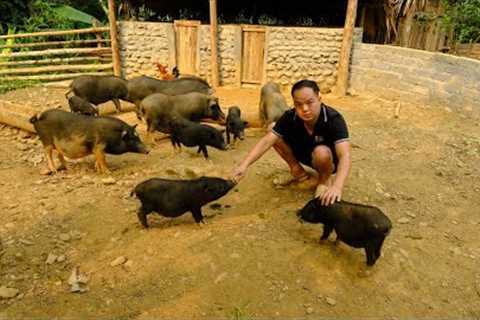 Duong takes care; Pig - Chicken - Duck - Fish everyday