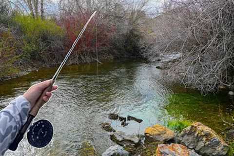 Fishing and Exploring a REMOTE Trout Stream | Idaho Fly-Fishing Pt.1