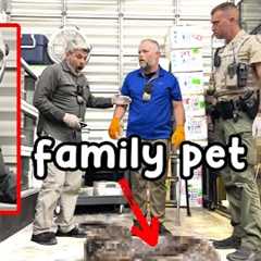 Florida FWC Cops “Accidentally” Use Nail Gun On Pregnant Mother Pet Snake!