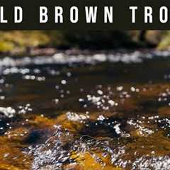 Dry Fly Fishing & Nymphing Brown Trout - Gorgeous Aussie River