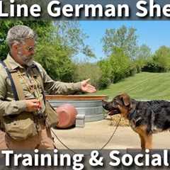 Help Your Show Line German Shepherd Puppy Realize It's Full Potential | Training & Exercise..