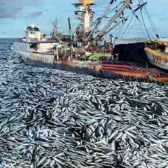 The Life of Fishermen Catching Net Fishing Tuna on Vessell Caught Hundreds of Tons of Tuna At sea