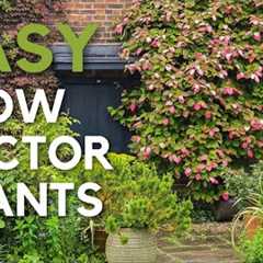 Early summer garden tips & tour - no-fuss, easy wow factor plants..