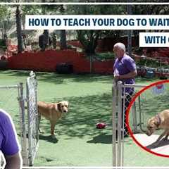 HOW TO TRAIN YOUR DOG TO STAY | DOG TIPS #2