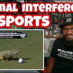 Craziest “Animal Interference” Moments In Sports History | REACTION