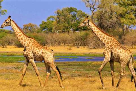 Enjoy a luxury safari and beach experience in the best cities to visit
