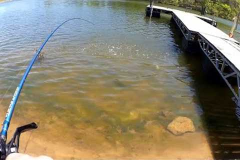 Bass Fishing With a Bluegill Crankbait and Texas Rig (Spring Fishing)