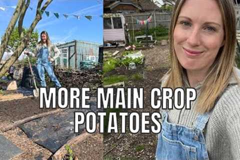MORE MAIN CROP POTATOES! / ALLOTMENT GARDENING FOR BEGINNERS