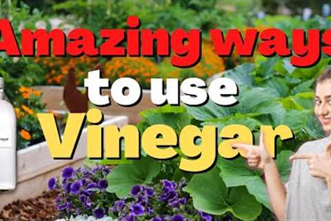 10 Amazing Ways to Use Vinegar in your garden plants | What happens to plants when you add vinegar