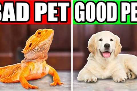 Is a Reptile a Good Pet?
