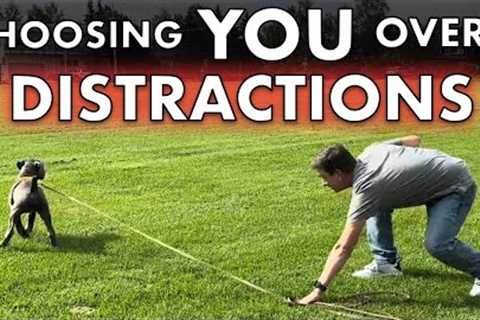 How to Train ANY Dog to COME When Called NOW! Choosing You Over Distractions