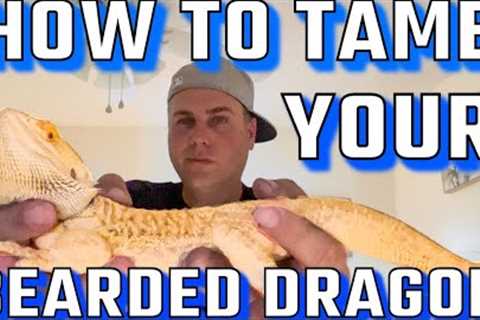 How to tame your Bearded Dragon
