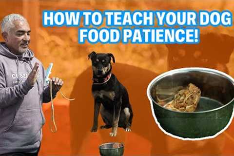 HOW TEACH TO YOUR DOG FOOD PATIENCE | RANCH VLOGS #4