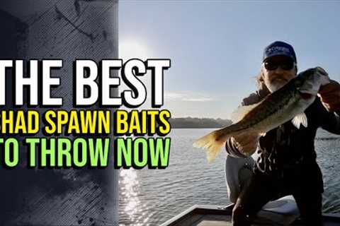 The Best Shad Spawn Baits To Throw Now #lakelanierfishing2024  #bassfishing