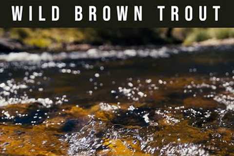 Dry Fly Fishing &amp; Nymphing Brown Trout - Gorgeous Aussie River