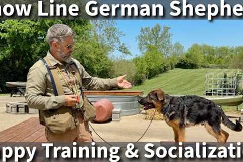 Help Your Show Line German Shepherd Puppy Realize It's Full Potential | Training &amp; Exercise..