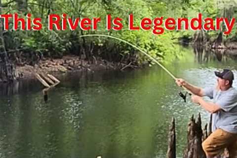Bluegill &amp; Big Shellcracker from the WITHLACOOCHEE river!! (Catch Clean Cook)!