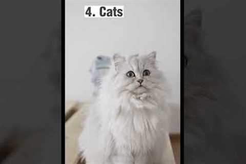 Top 5 Low Maintenance Pets For Busy People #shorts