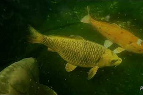 OUR FISH POND AN UNDER WATER VIEW