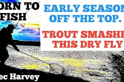 FLY FISHING -  EARLY SEASON DRY FLY ACTION.