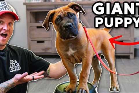 Puppy Training- Teach your Puppy THIS before anything else!