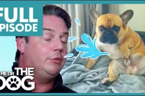 French Bulldog Knows How to Touch Himself🍆 | Full Episode | It's Me or the Dog
