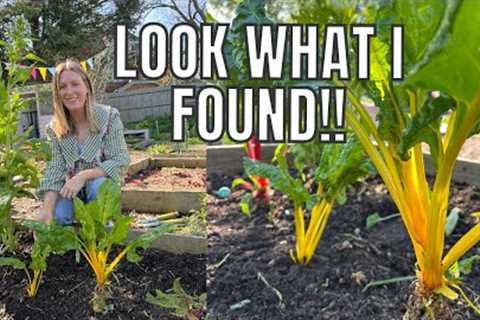 LOOK WHAT I FOUND IN THIS BED!! / ALLOTMENT GARDENING FOR BEGINNERS