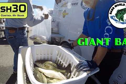 Biggins are Biting the Moving Baits in the Bass World Tourney on Truman Lake Vlog