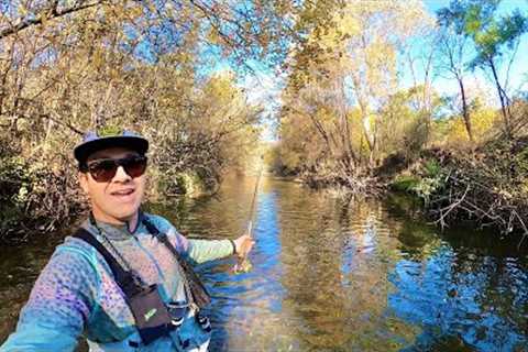 Late Season Dry Fly Fishing for Brown and Rainbow Trout!