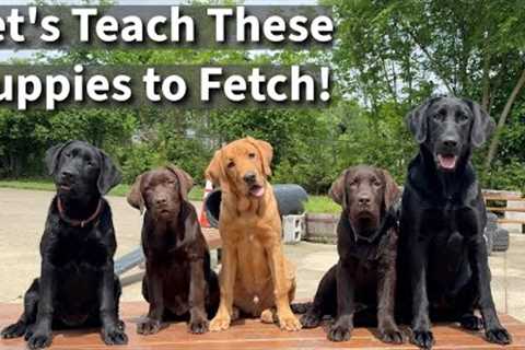 Teach Your Puppy To Fetch | Labrador Retriever Puppy Training Session