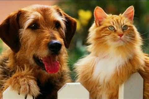 Funny ANIMALS videos😹 Funniest CATS🐈 and DOGS🐕 2024 Try not to laugh😂