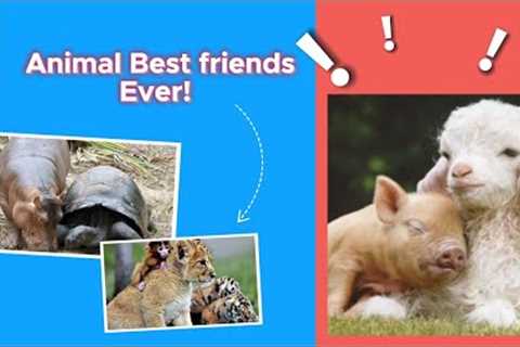 Best Animal friendships in the world