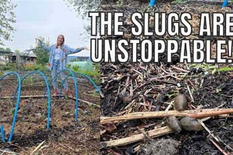 THE SLUGS ARE UNSTOPPABLE THIS YEAR! / ALLOTMENT GARDENING FOR BEGINNERS