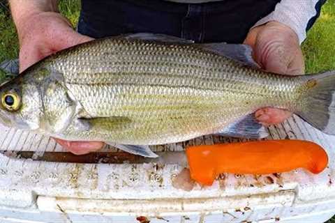 Catch and Cook White Bass - How to catch white bass &amp; striper - Fishing for white bass.