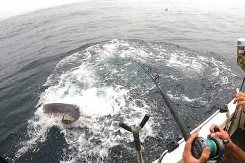 Offshore Tuna Fishing, We Caught a SEA MONSTER