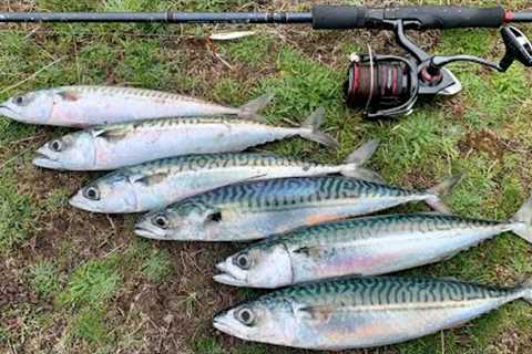 MACKEREL FISHING ON LIGHT GEAR | CATCH &amp; COOK | MACKEREL FISHCAKES