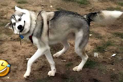 🐾Your 1 Hour Dose of Hilarious Dogs &amp; Cats😂🐶🐱