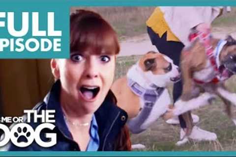 Aggressive Boxer ATTACKS other Dogs!😱 | Full Episode | It's Me or the Dog