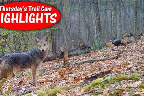 Never Know What Shows up on Public Land Camera: Thursday's Trail Cam Highlights: 5.2.24
