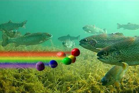 How to Catch Trout with Powerbait - Color SHOWDOWN! Amazing Underwater Trout Strikes and Reactions