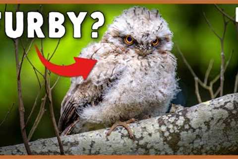 The Bird That Can Shapeshift Into A Tree